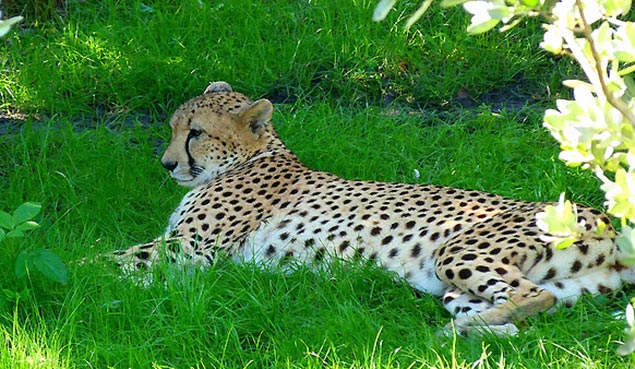 Brevard-Zoo-Cheetah